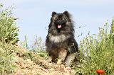 SPITZ ALLEMAND 400